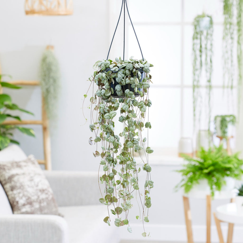 Plantes vertes d'intrieur | Achat en ligne sur Bakker.com