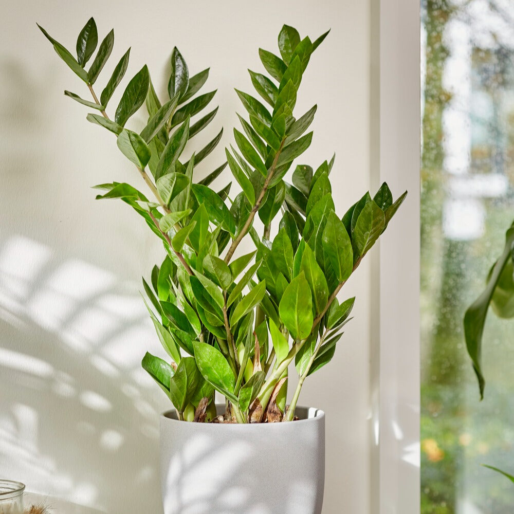 Vente Zamioculcas - Zamioculcas zamiifolia