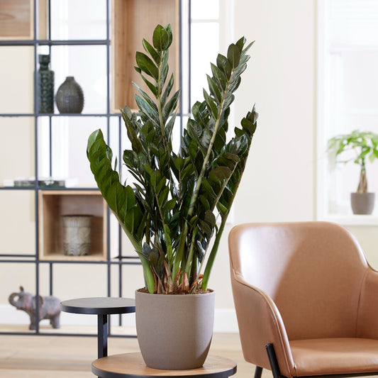 Zamioculcas