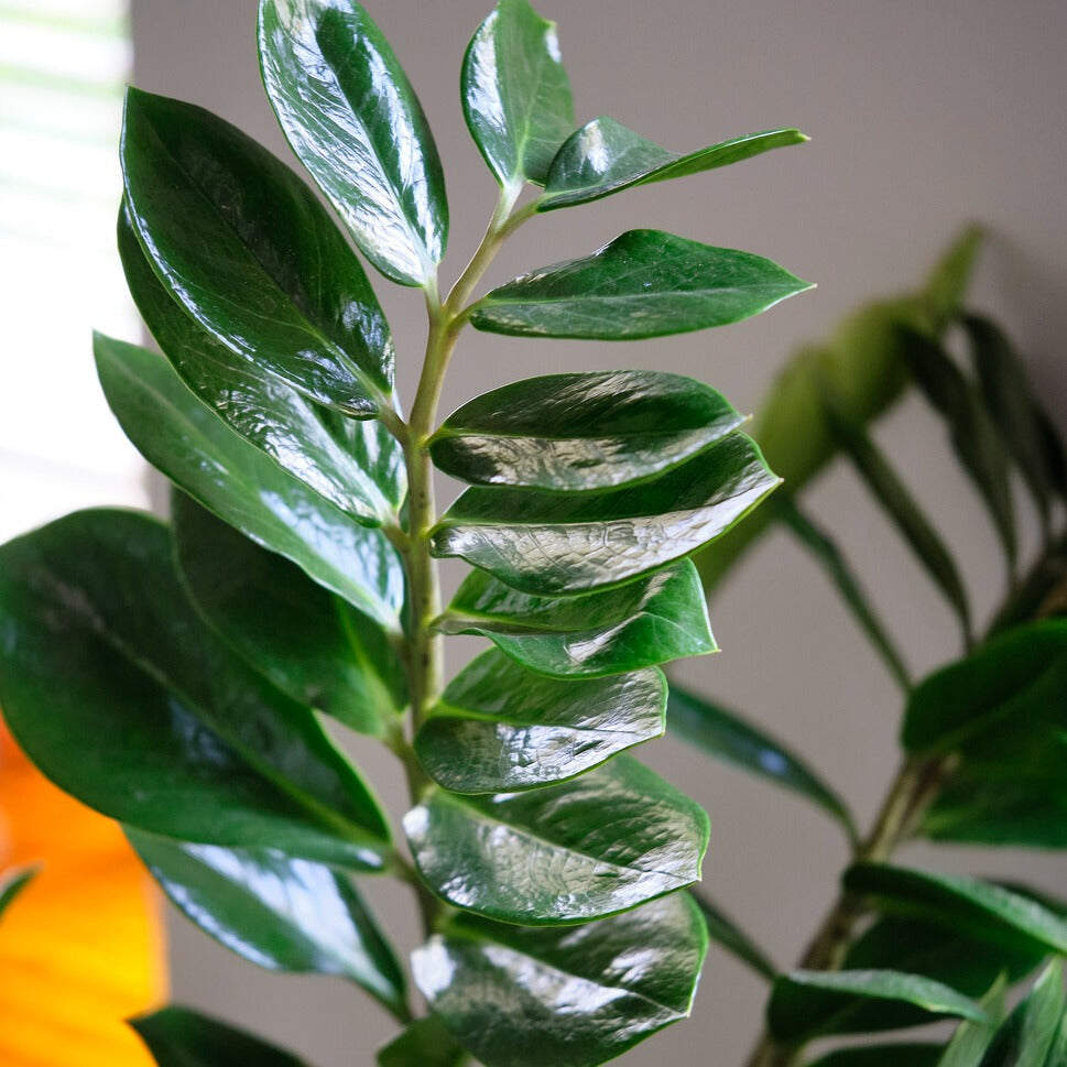 Palmiers d'intérieur - Zamioculcas - Zamioculcas zamiifolia