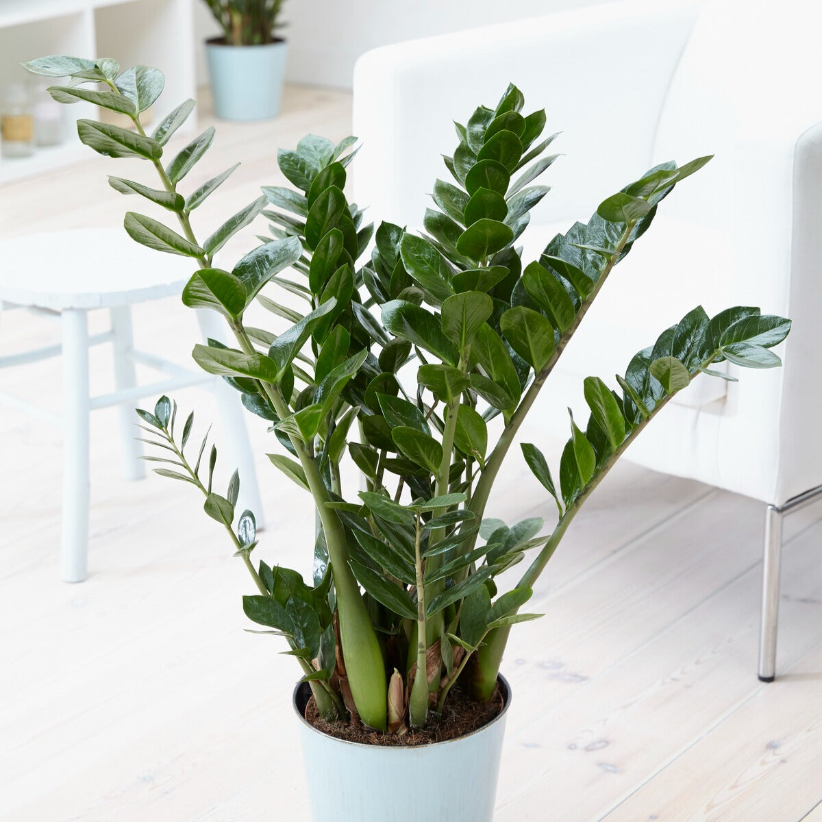 Zamioculcas zamiifolia - Zamioculcas - Palmiers d'intérieur