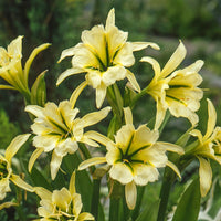 2 Ismènes Reine d'or - Hymenocallis festalis sulphur queen - Bakker