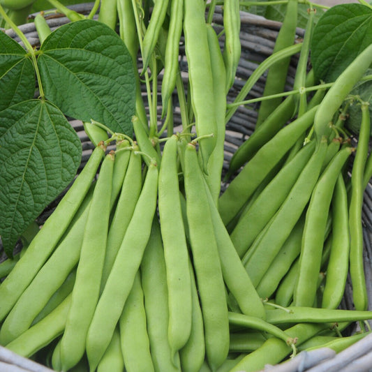 Haricot nain sabre Artemis - Bakker