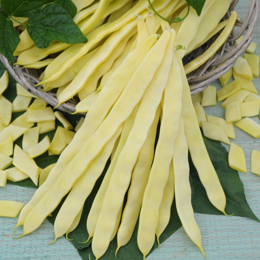 Haricot à rames Goldmarie - Bakker