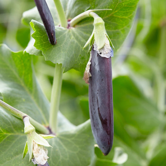 Pois nain Désirée - Bakker