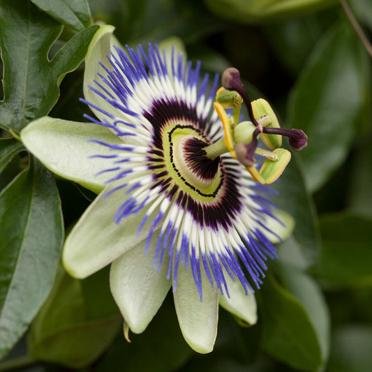 Fleur de la passion - Bakker