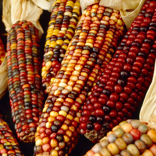 Maïs d'ornement en mélange - Bakker