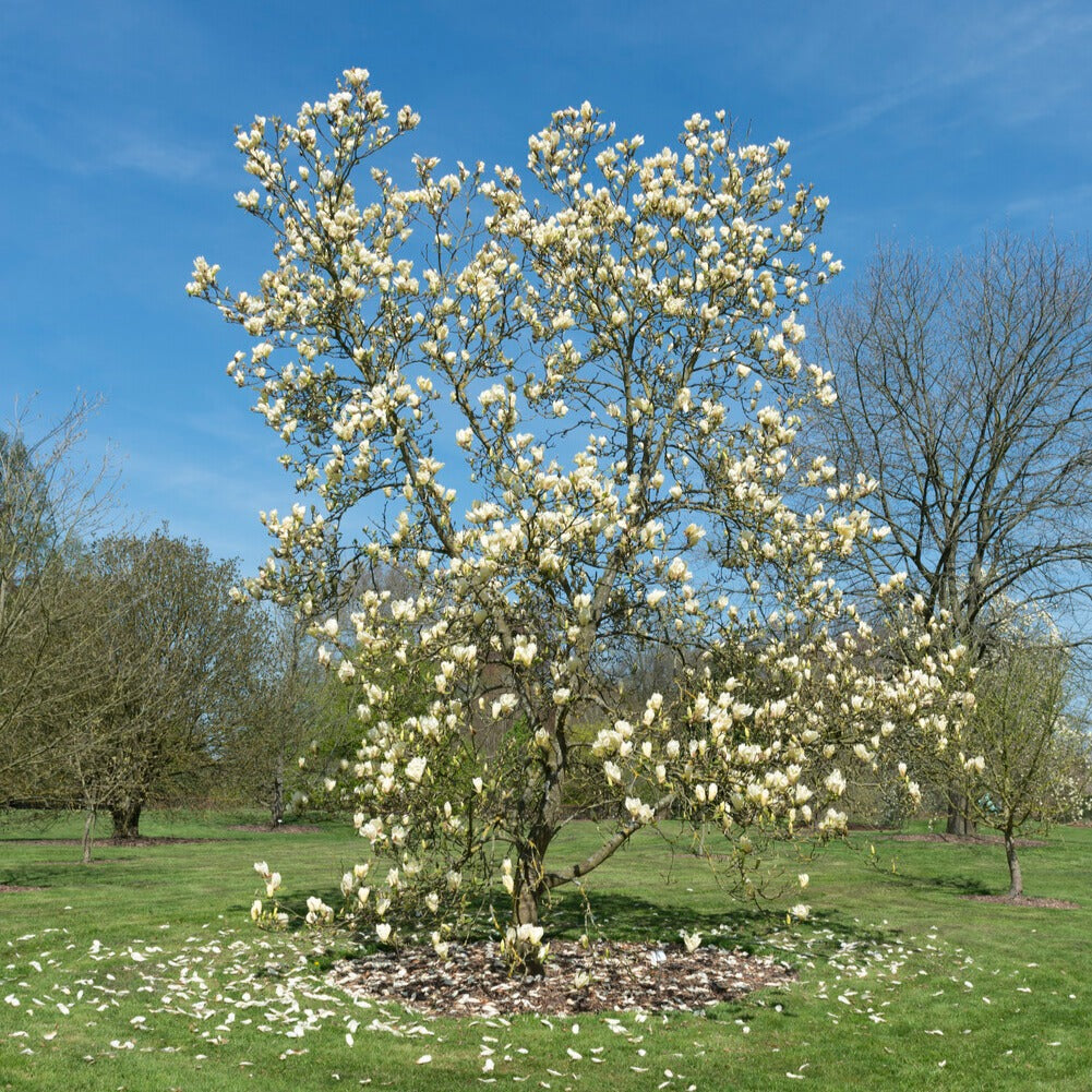 Magnolia - Magnolia Yellow Lantern - Magnolia Yellow Lantern
