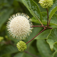 Bois-bouton sur tige - Cephalanthus occidentalis - Bakker