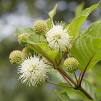 Cephalanthus occidentalis - Bois-bouton sur tige - Arbustes fleuris