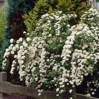 Spirée du Japon Snowmound - Spiraea nipponica Snowmound - Bakker