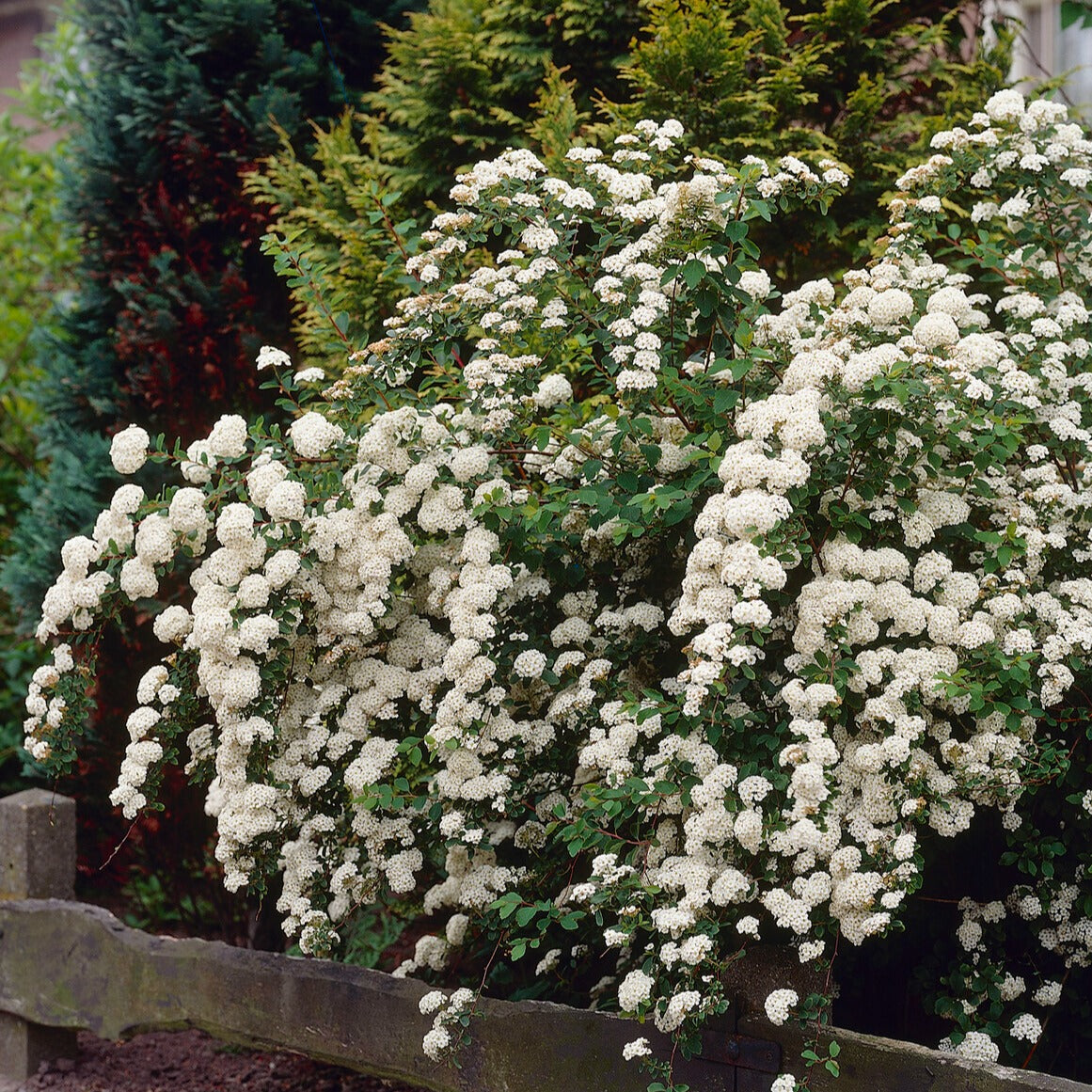 Spirée du Japon Snowmound - Spiraea nipponica Snowmound - Bakker
