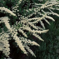 Spiraea nipponica Snowmound - Spirée du Japon Snowmound - Spirées
