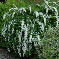 Spirées - Spirée du Japon Snowmound - Spiraea nipponica Snowmound