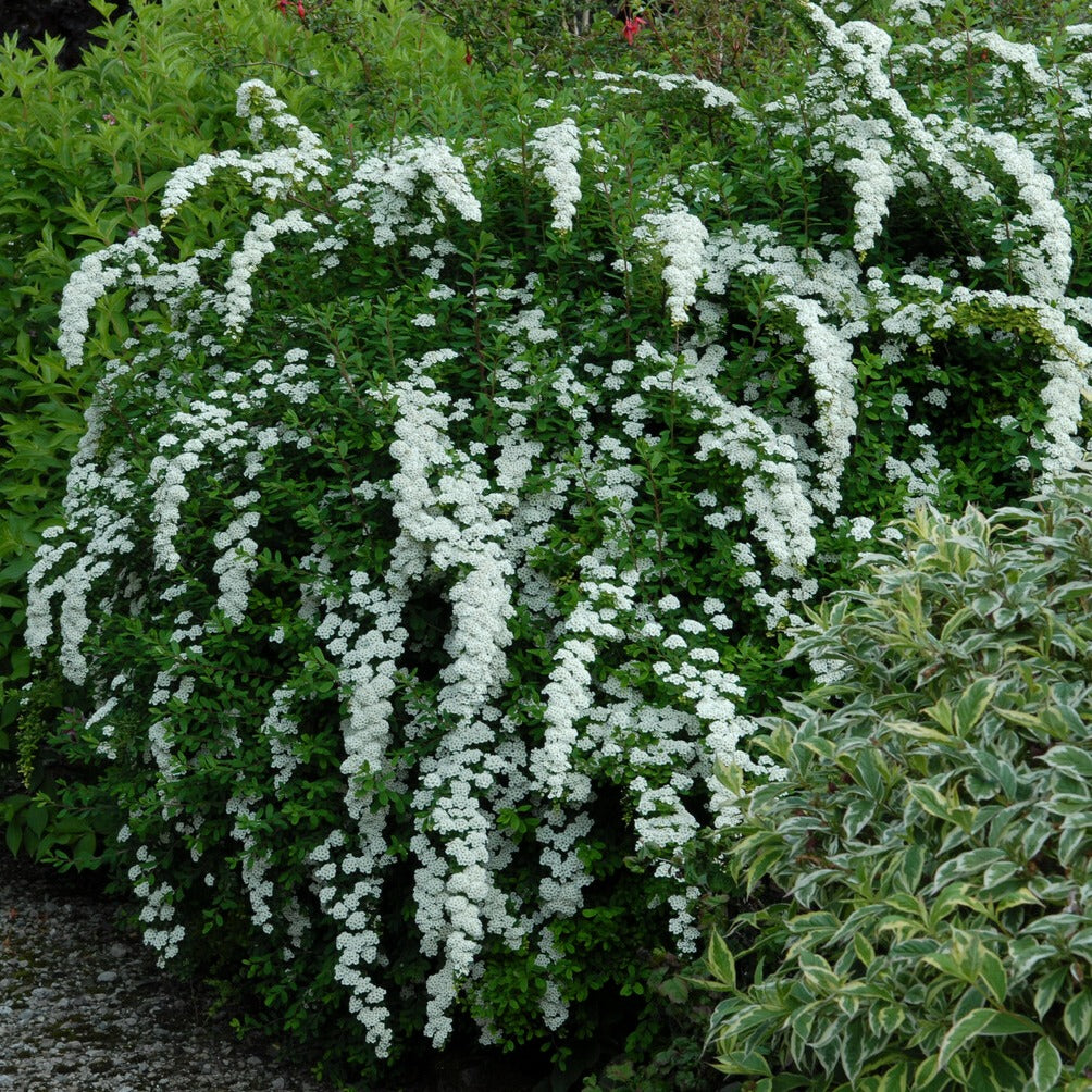 Spirées - Spirée du Japon Snowmound - Spiraea nipponica Snowmound