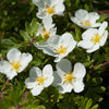 Potentille Abbotswood - Bakker