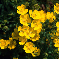 Potentille Goldfinger - Potentilla fruticosa Goldfinger - Bakker