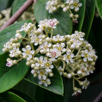Cotoneaster lacteus - Cotoneaster Lacteus - Arbustes