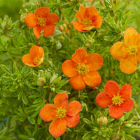Potentille Bella Sol® - Potentilla fruticosa Bella Sol® - Bakker