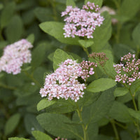 Spirées - Spirée à feuilles de bouleau Pink Sparkler® - Spiraea betulifolia Pink Sparkler®