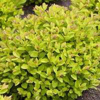Vente Spirée à feuilles de bouleau Pink Sparkler® - Spiraea betulifolia Pink Sparkler®