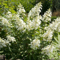 Hortensia paniculé Pink Lady - Hydrangea paniculata pink lady - Bakker