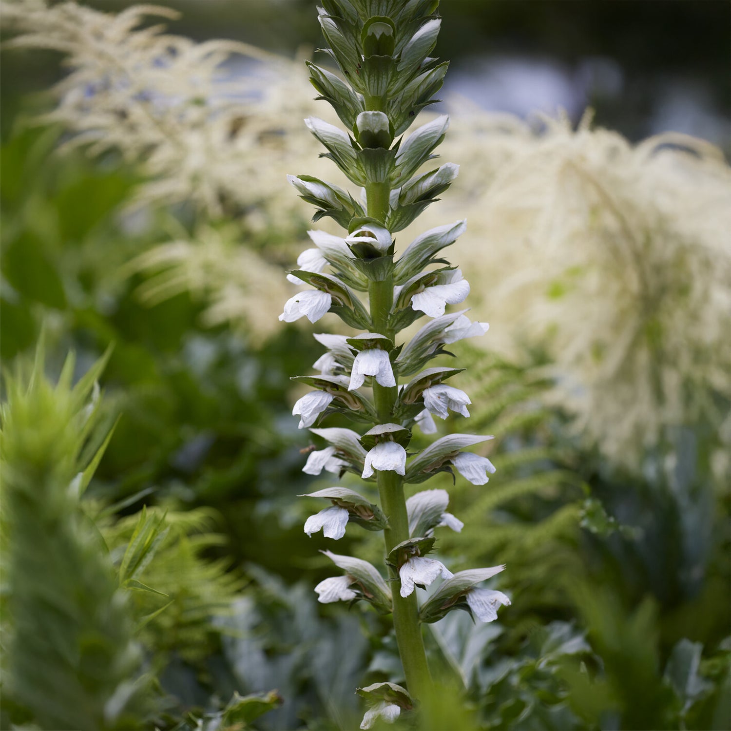 Acanthus mollis - Acanthe molle