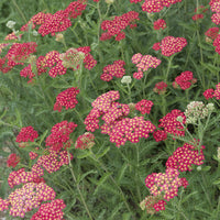 Achillea millefolium Cerise Queen - Achillée millefeuille Cerise Queen - Vivaces fleuries