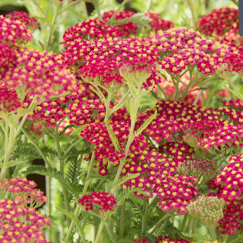 Achillée millefeuille Paprika - Bakker