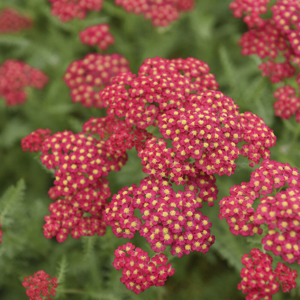 Achillée millefeuille Paprika - Achillea millefolium Paprika - Bakker
