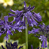 Agapanthe Black Pantha - Bakker