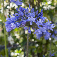 Agapanthus x africanus Doctor Brouwer - Agapanthe Doctor Brouwer - Agapanthes