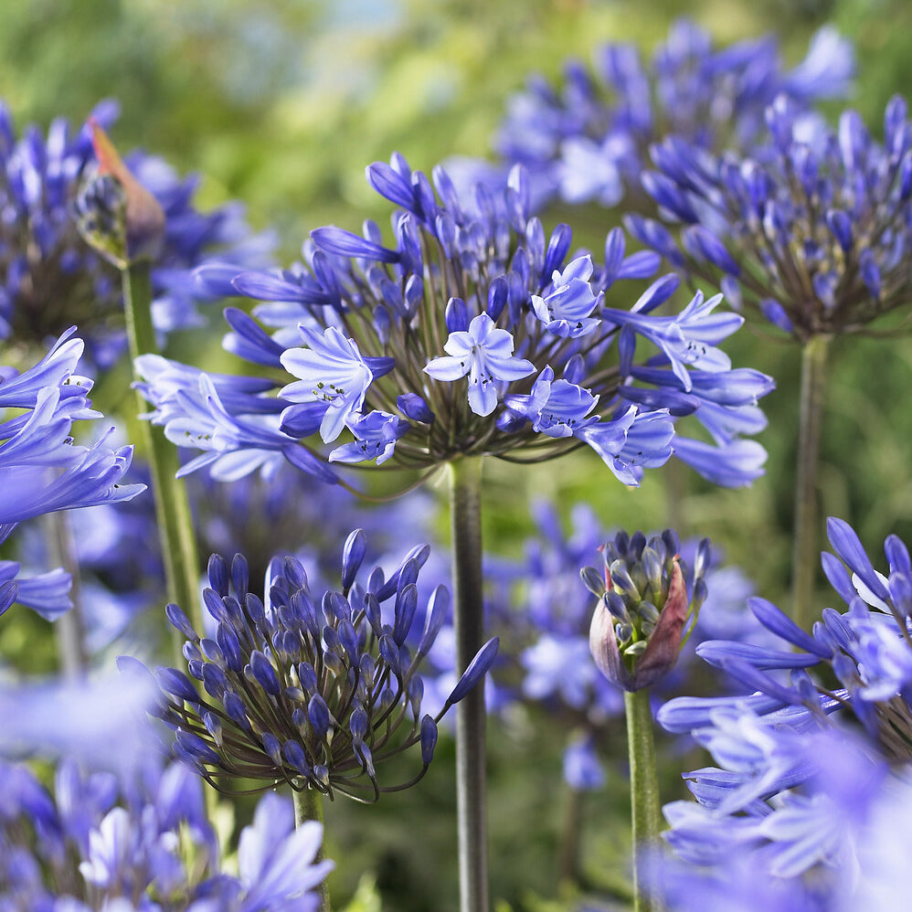 Agapanthus x africanus Doctor Brouwer - Agapanthe Doctor Brouwer - Agapanthes