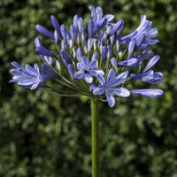 Agapanthe Doctor Brouwer - Agapanthus x africanus Doctor Brouwer - Bakker