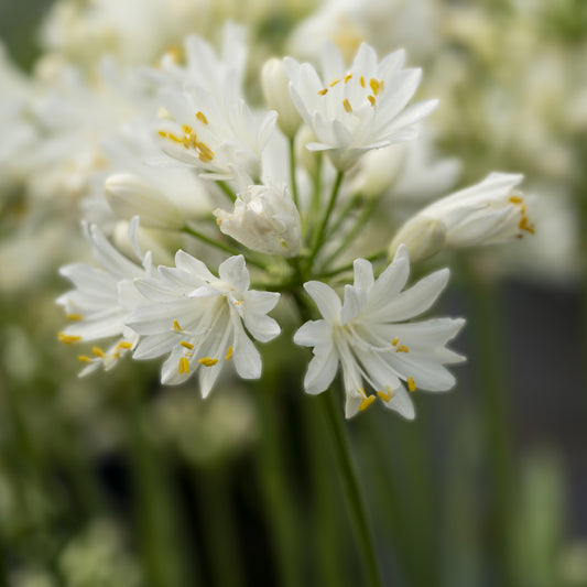 Agapanthe Double Diamond - Bakker