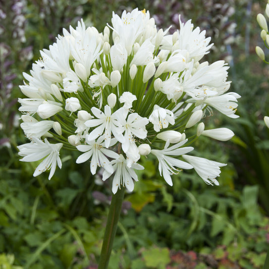 Agapanthe White Heaven - Bakker