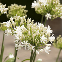 Agapanthus white heaven - Agapanthe White Heaven - Agapanthes