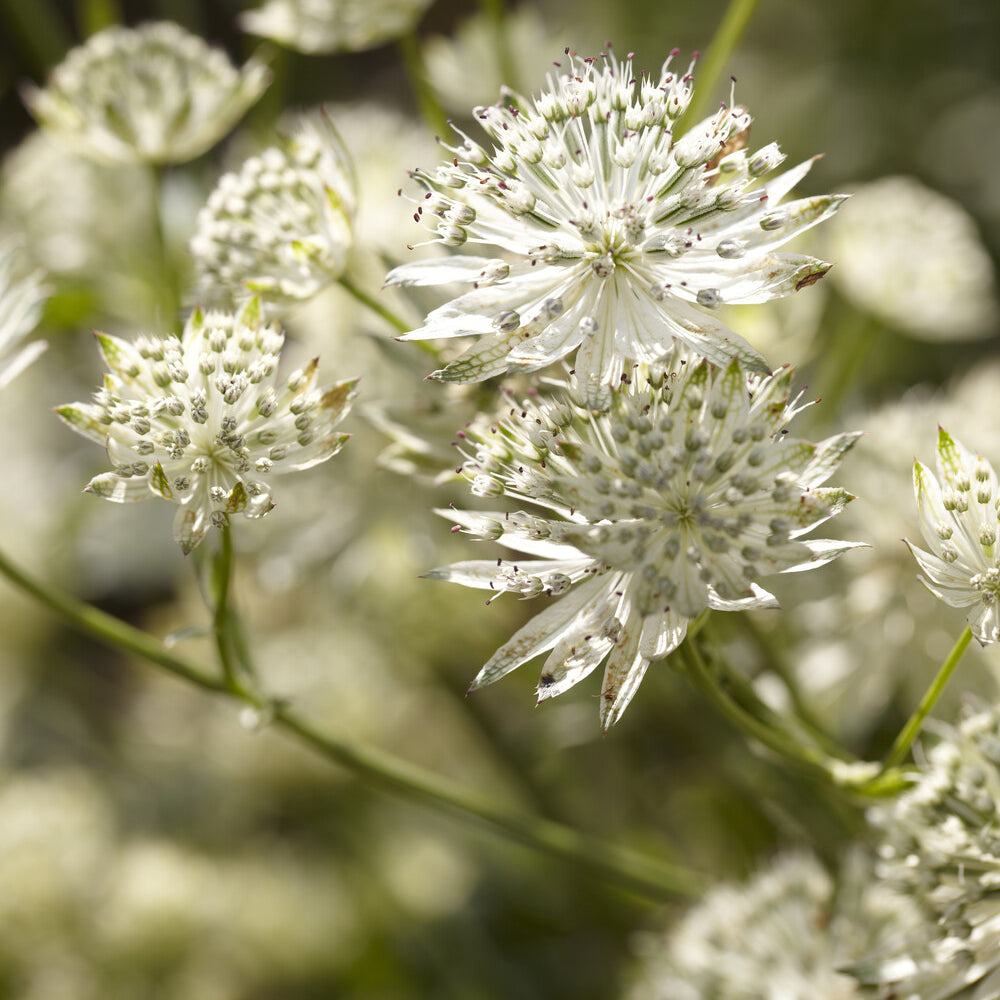 Grande astrance Star of Billion - Astrantia major Star of Billion - Bakker