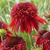 Plantes vivaces - Rudbeckia pourpre Eccentric - Echinacea - Echinacea purpurea Eccentric