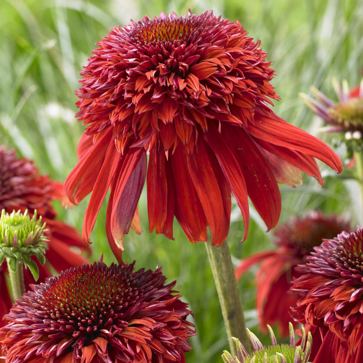 Plantes vivaces - Echinacée pourpre Eccentric  - Echinacea purpurea Eccentric