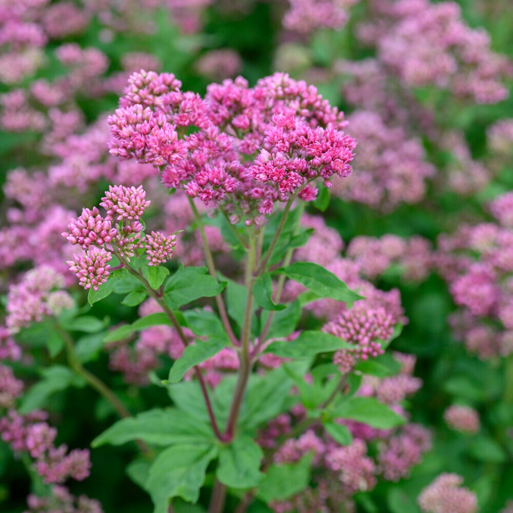 Eupatorium cannabinum Plenum - Eupatoire chanvrine Plenum - Plantes vivaces