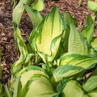 Hosta à feuilles jaunes Albopicta