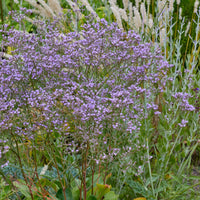 3 Statice vivace - Limonium gerberi - Bakker