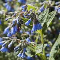 Plantes vivaces - Consoude bleue - Symphytum azureum