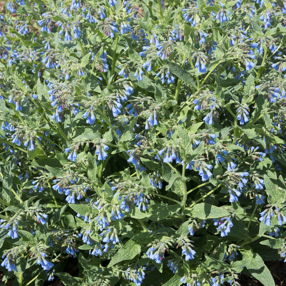 Consoude bleue - Symphytum azureum - Bakker