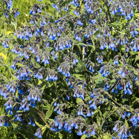 Consoude bleue - Symphytum azureum - Bakker