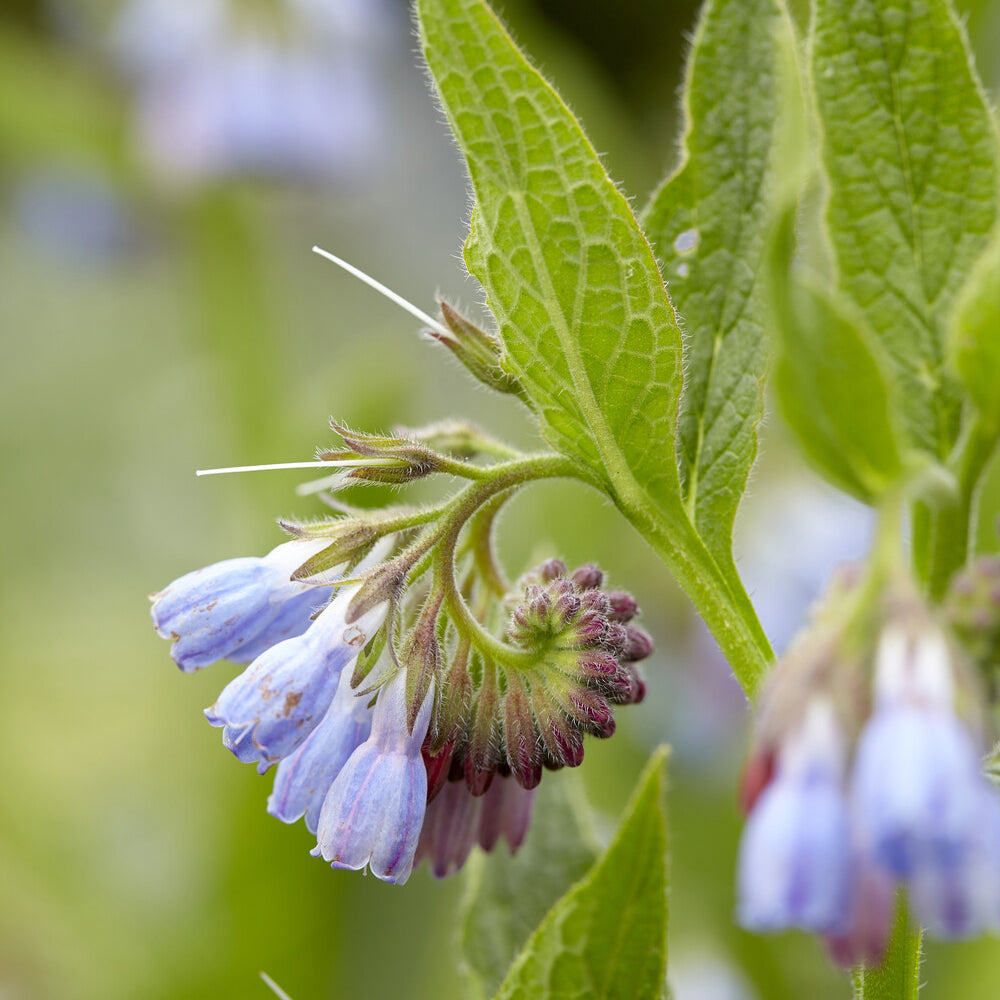 Plantes vivaces - Consoude bleue - Symphytum azureum