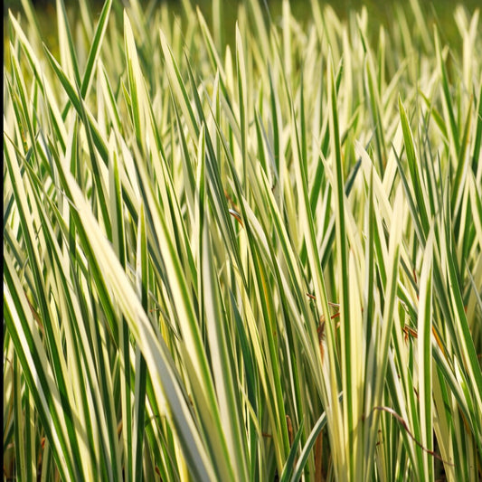 Acore odorant panaché - Bakker