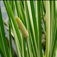 Acore odorant panaché - Acorus calamus variegatus - Bakker