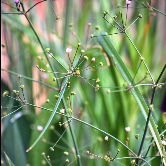 Plantain d'eau lancéolé - Alisma lanceolatum - Toutes les plantes de bassin
